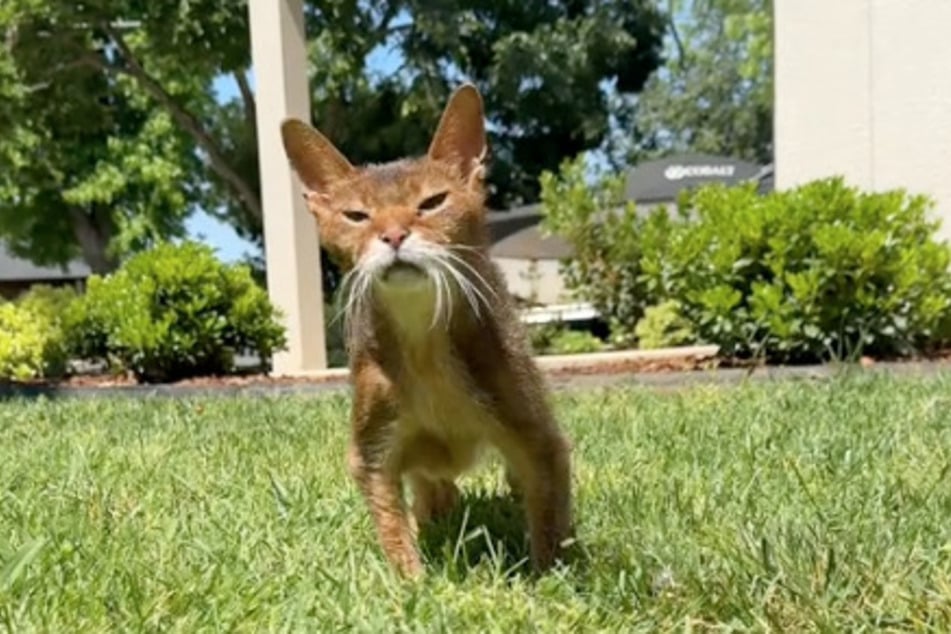 A cat can be seen walking slowly across a meadow and blinking at the sun in a sweet video. So far, so normal, but then the pet's owner added a shocking caption!