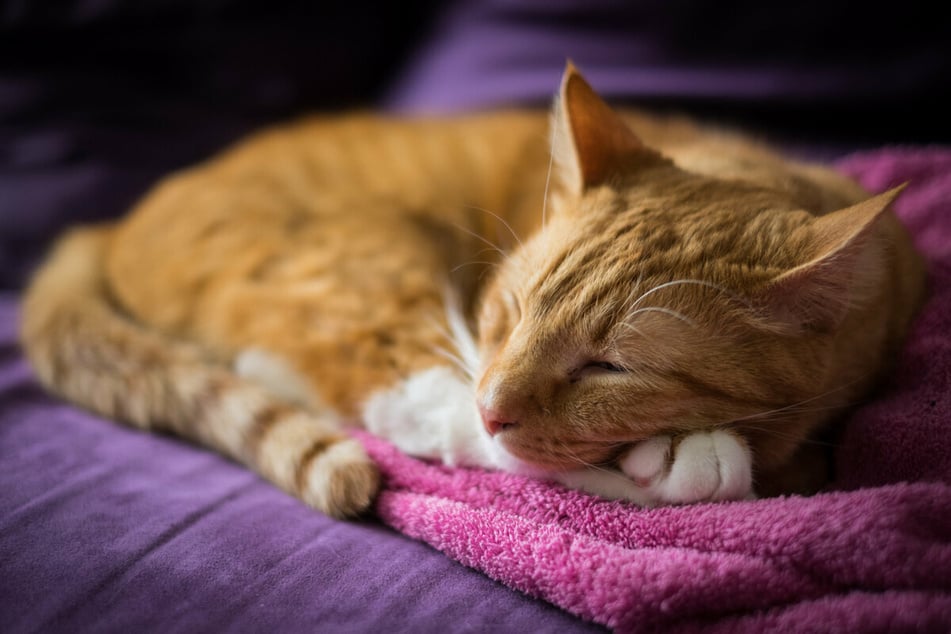 Treat your cat to the perfect sleeping spot!