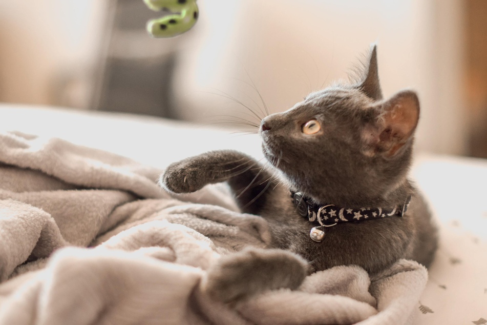 You can train a cat not to bite by giving it something else to play with.