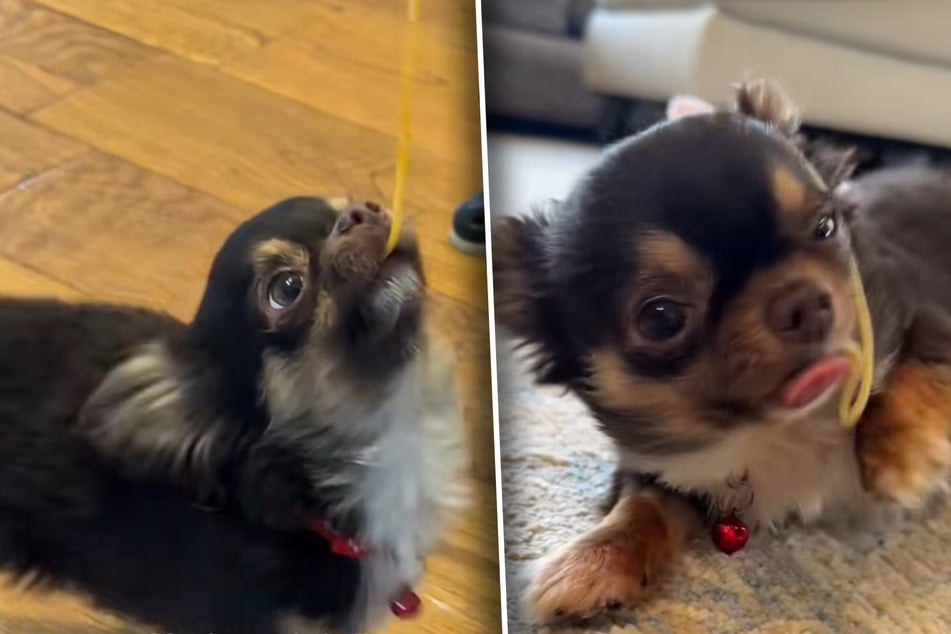 Luckily, Franklin the dog forgives the noodle-based insult.