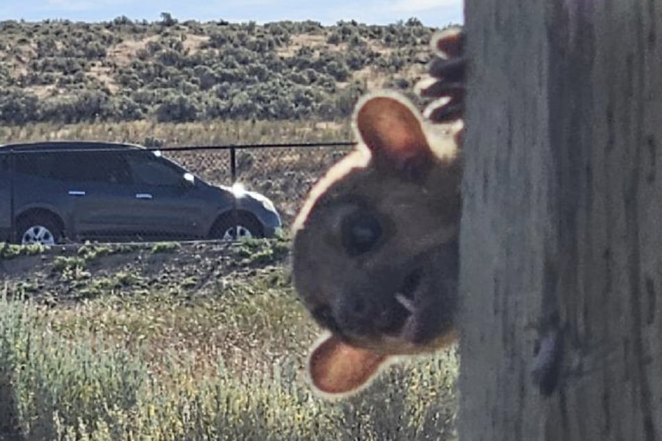 At first glance, this creature looks like something straight out of the Lord of the Rings, but upon closer inspection, it's actually pretty cute!