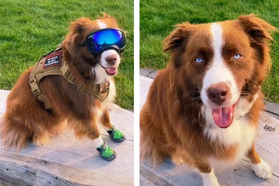 Oso has brought joy to millions on the internet, with his dedication and service.