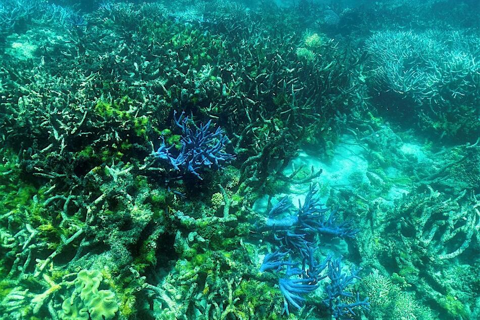 UN report says Great Barrier Reef should be added to "danger" list