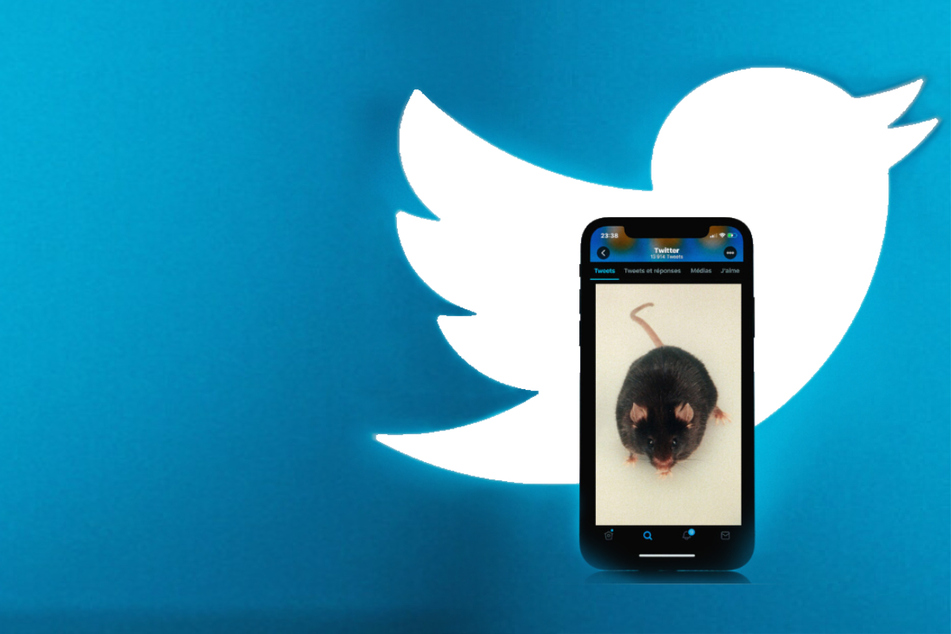 #RatVerified: Twitter users battle Elon Musk's blue check plan with a rat race takeover