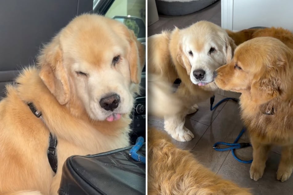 Dog's brothers rush to comfort him after scary medical procedures: "Taking such good care of him"