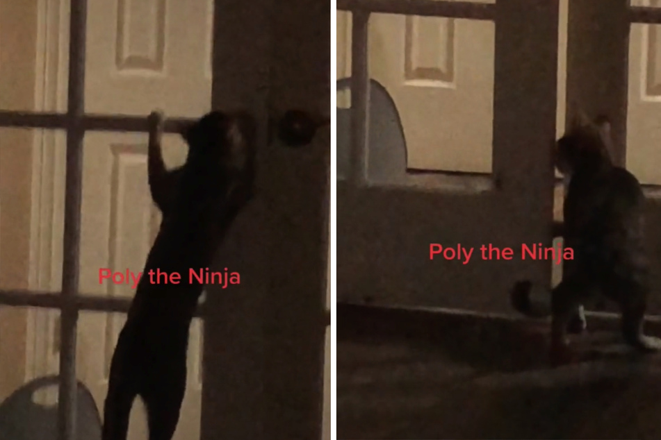 Kitten Poly is especially proud of this door-opening trick!