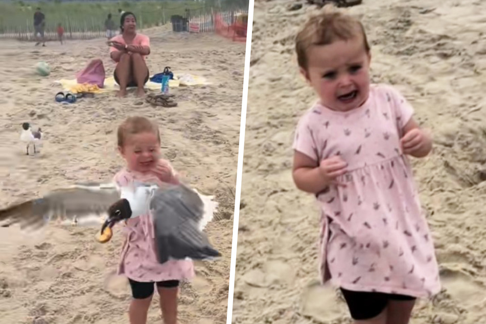 The meanest seagull grabs Hayden's cracker, leaving her shocked.