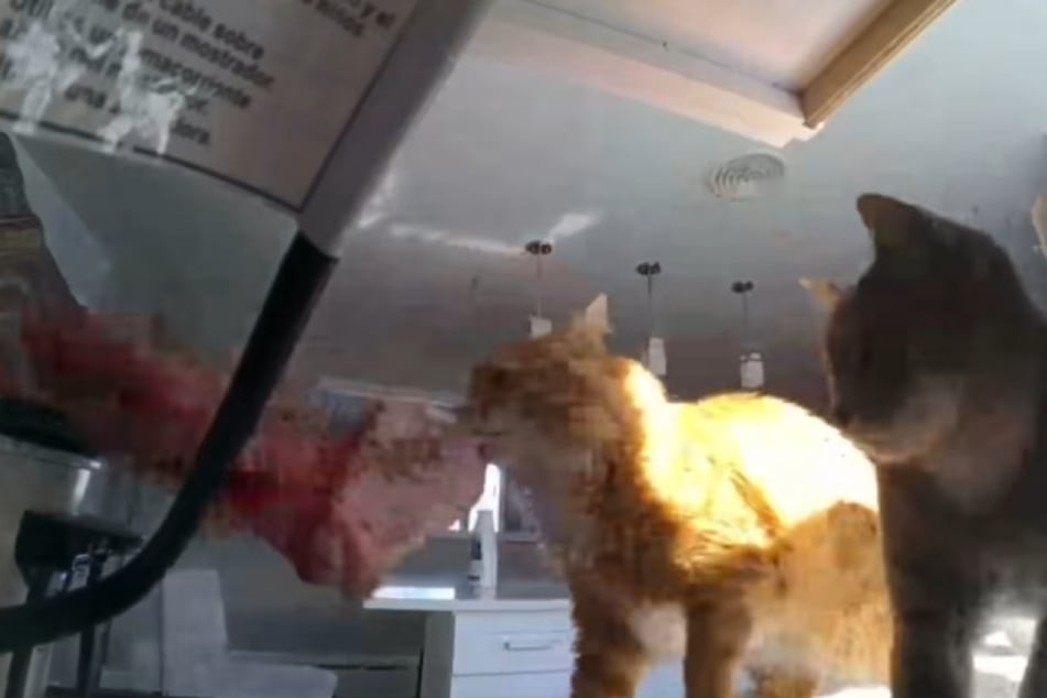 Rio the cat grabbed a large piece of beef during the heist.