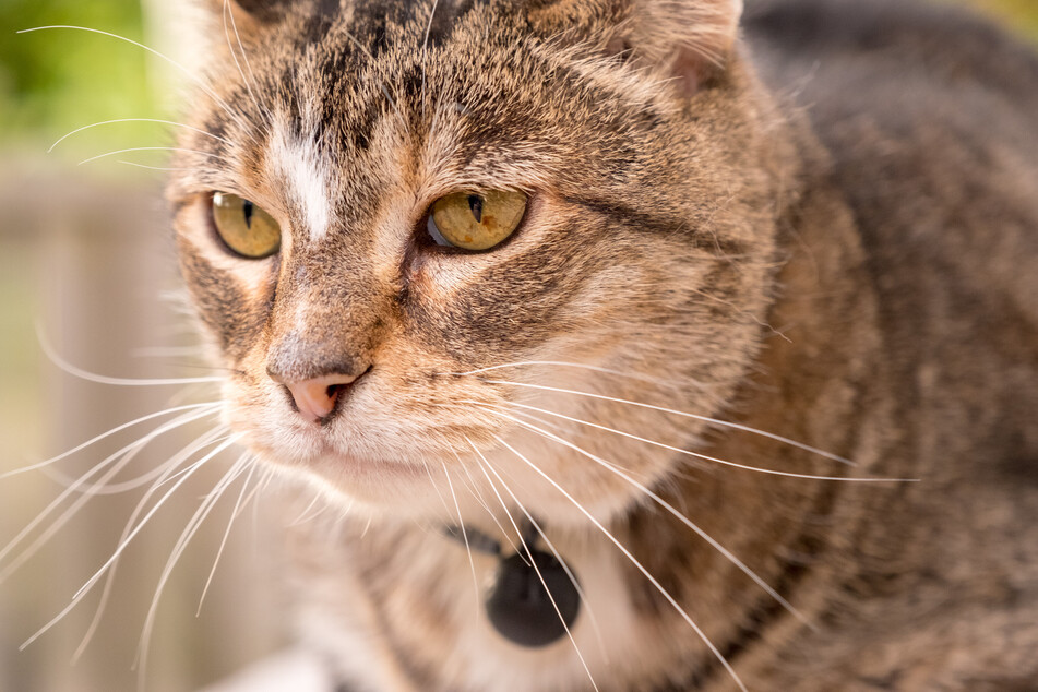 When cats lose excessive amounts of whiskers, you should go to the veterinarian.