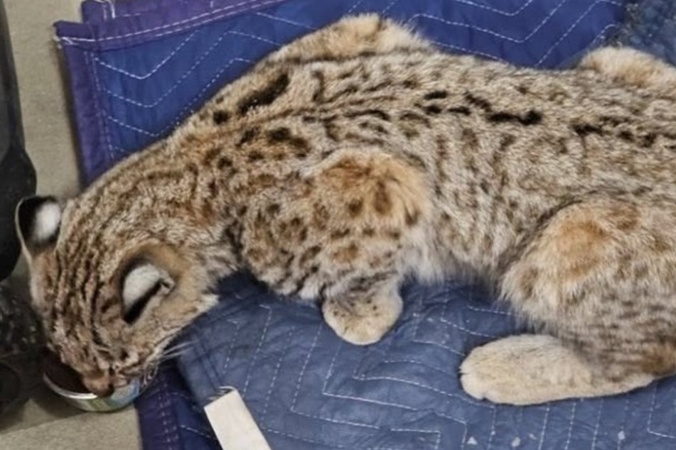 The cat was actually a wild bobcat kitten.