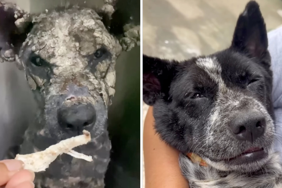 What a difference! Poleng the dog can be seen shortly after his rescue (l.) and then after he was nursed back to health by his foster family.
