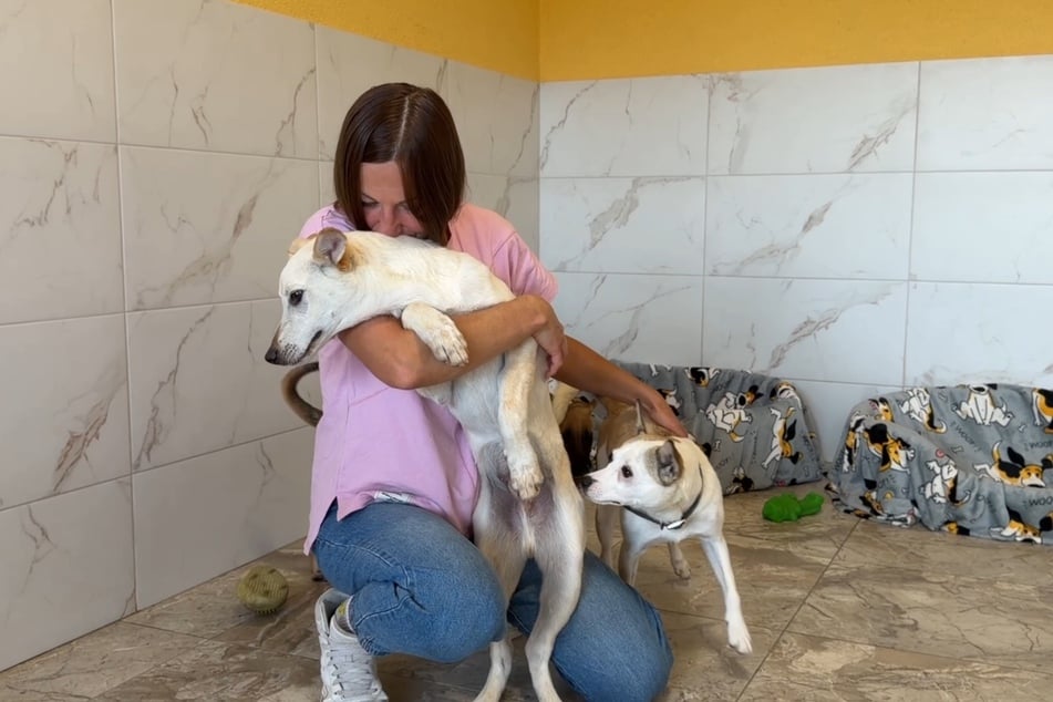 At the Love Furry Friends animal shelter, the dog receives love and care.