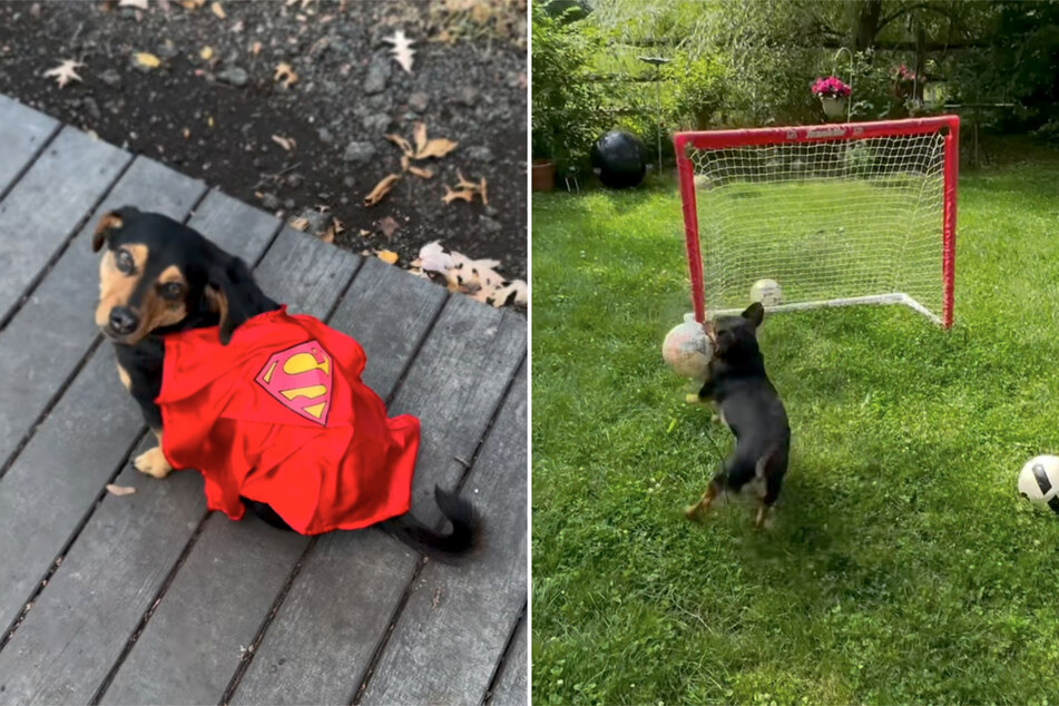 The six‑year‑old Chihuahua–Dachshund mix has been amazing social media with his soccer skills since 2022.