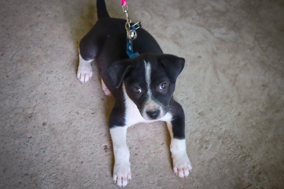 It is normal for puppies not to want to go for a walk during the acclimatization period.