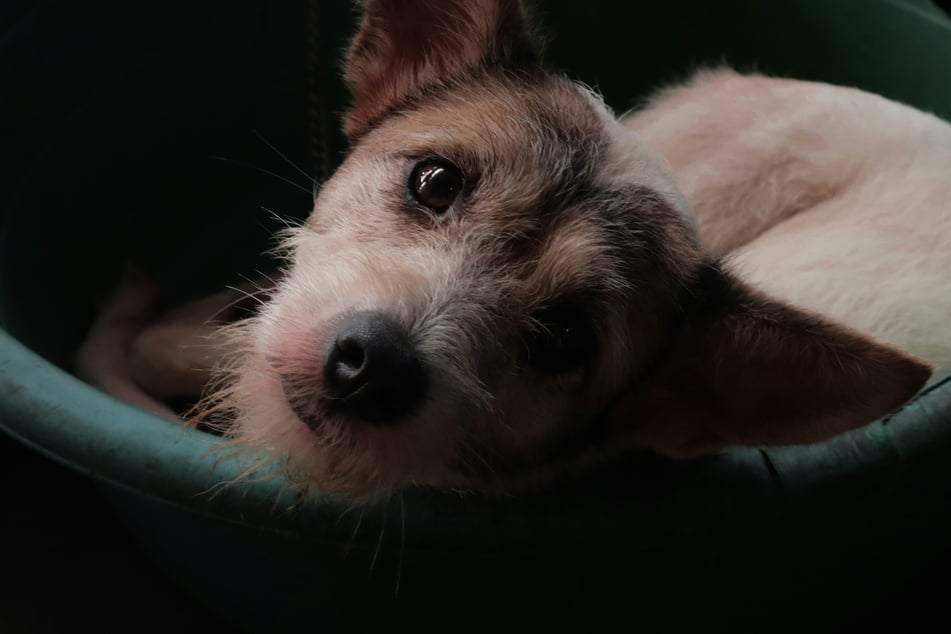 Dog depression is typically caused by either environmental or medical changes.