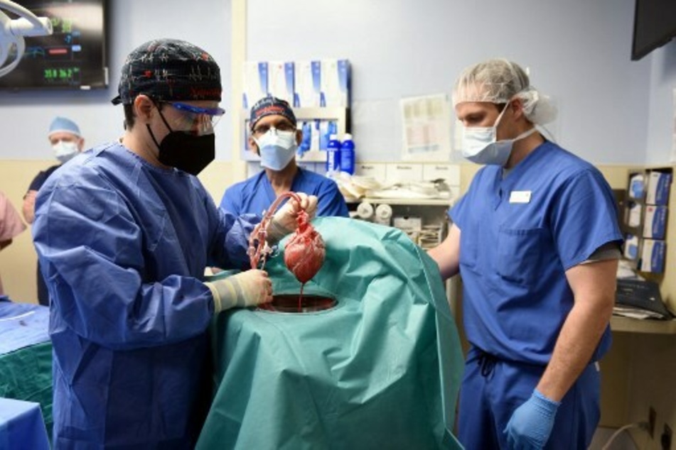Man with pig heart transplant may have died from pig virus