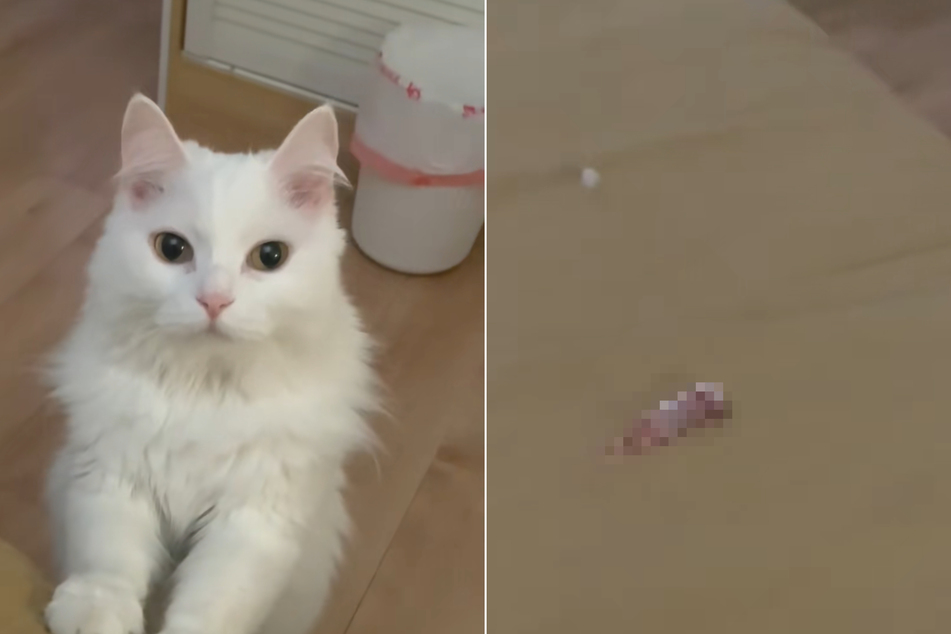 After a delivery of dry food, the cat offered a somewhat more disgusting snack the next day: a dead baby mouse.