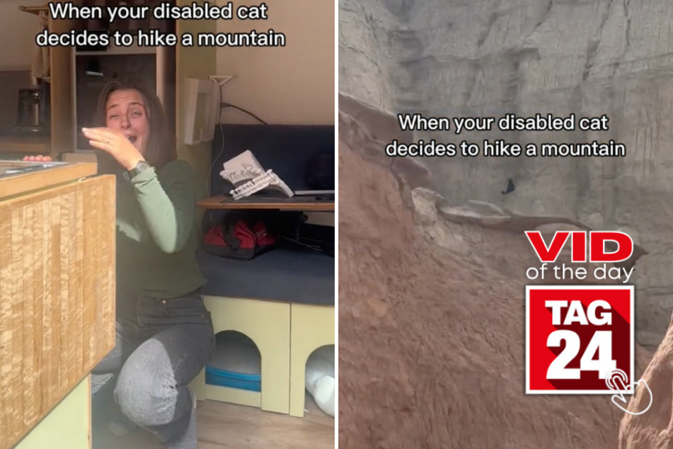 Viral Video of the Day for April 2, 2024: Nothing can stop this cat from doing anything – even mountain climbing!