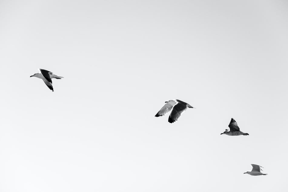 Herring seagulls are increasingly rare in Britain, and they are under special protections.