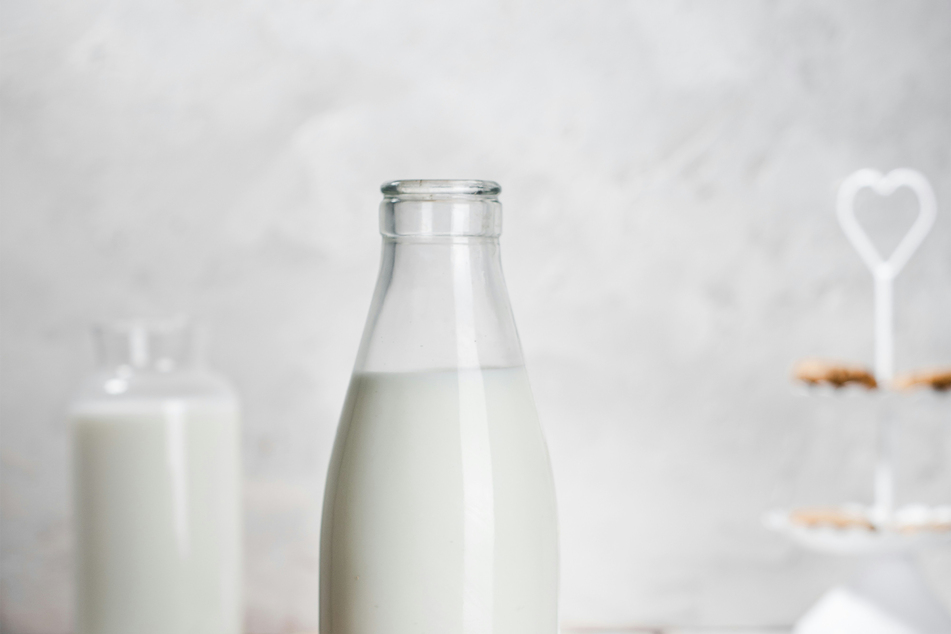 Dogs are lactose intolerant, so they should never drink milk.