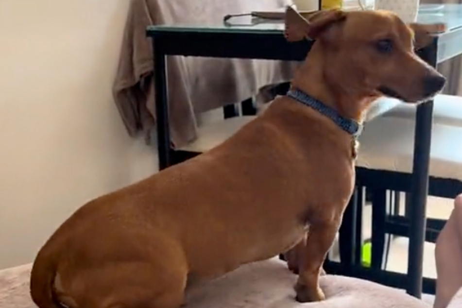 The dog was evidently disturbed by his owners' barking!