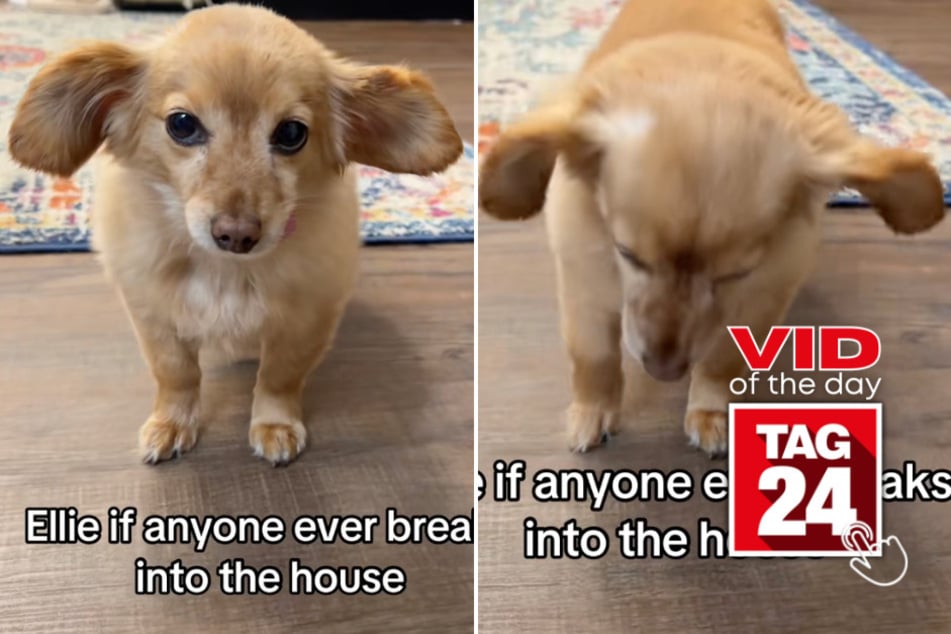 Viral Video of the Day for September 20, 2025: Tiny pup proves she's the cutest guard dog around