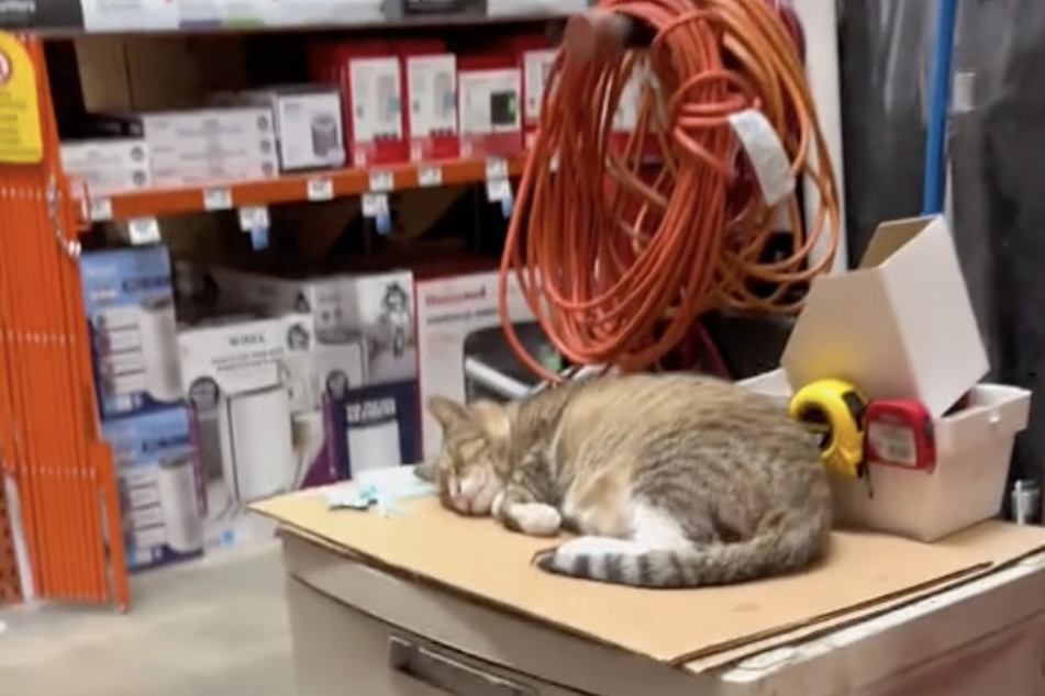 Leo has unlimited cardboard boxes to sleep on at his Home Deport home – basically a cat's dream.