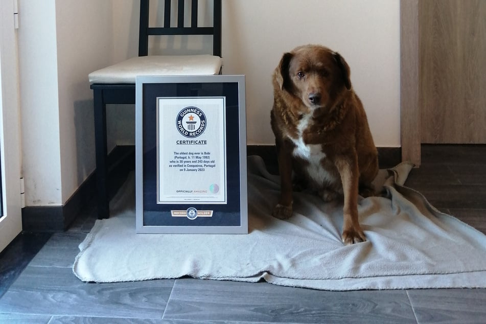 Bobi was awarded his record title in February 2023.