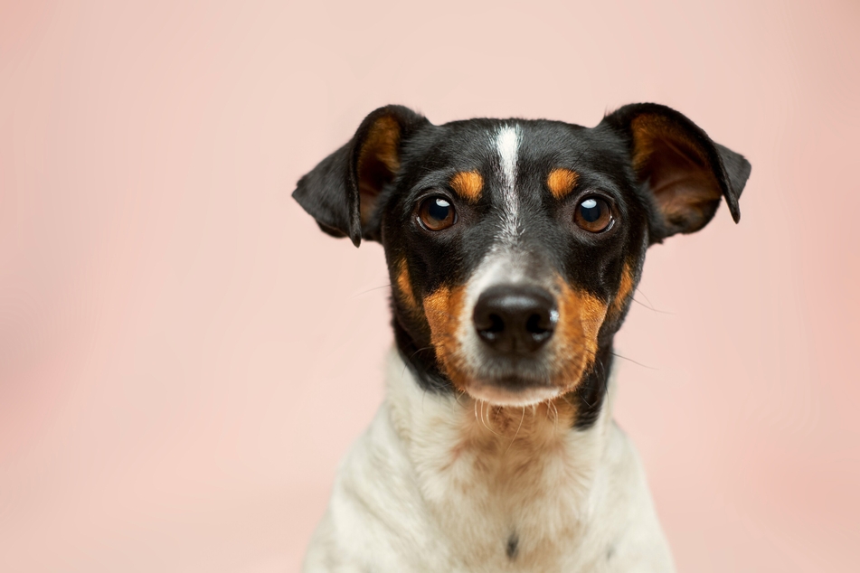 For Guide Dogs, an organization that trains dogs which are then relied upon by people with sight loss, the socializing of a pup is extremely important.