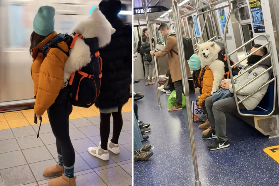 Lumi the dog attracts everyone's attention on the subway.