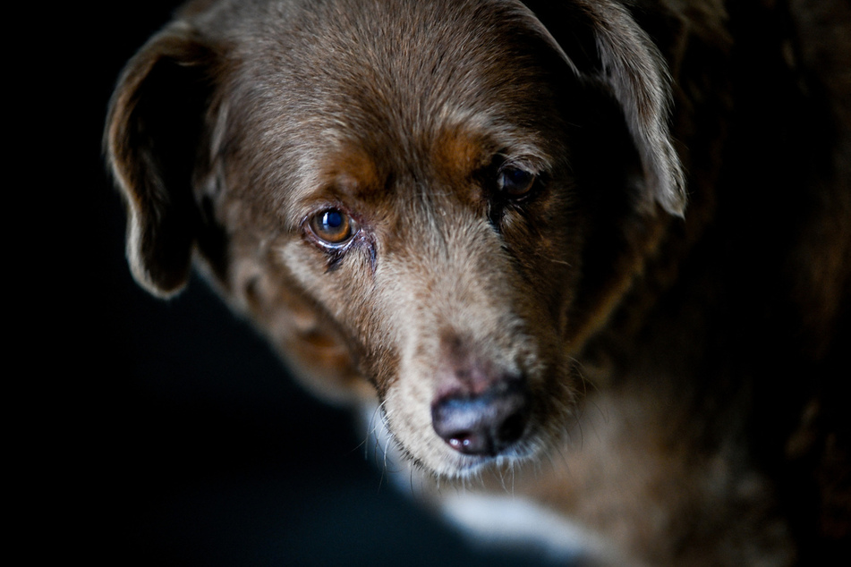 Bobi's microchip data wasn't enough to prove that he's the oldest dog ever to Guinness World Records.