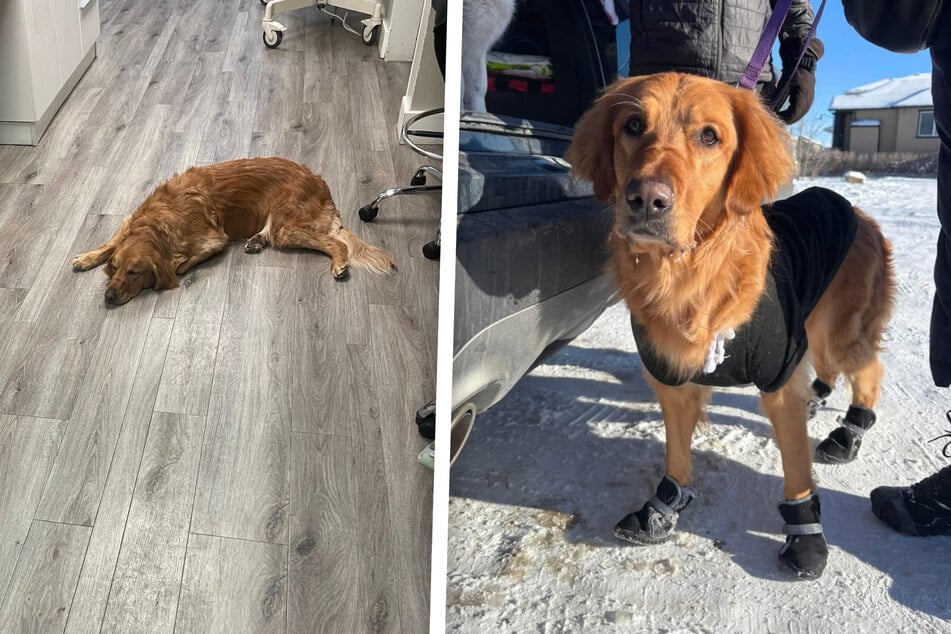 Dog is abandoned in a freezing park with only a note left behind – rescuers can't believe what they read
