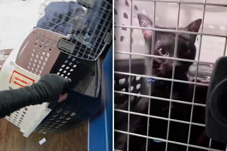 Lola the cat was placed in a transport crate after her rescue.