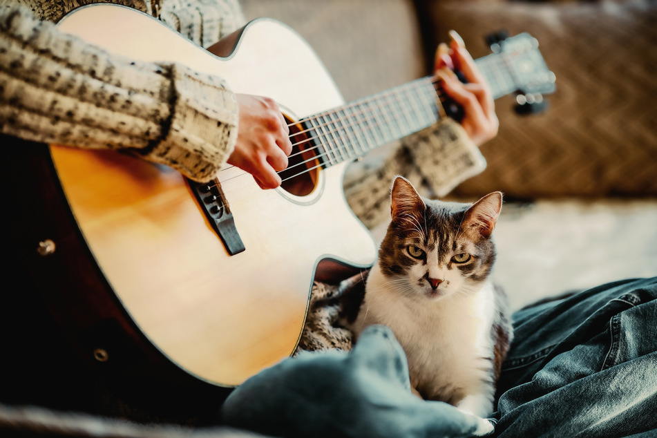 Have you ever had the feeling that your kitty likes certain music?