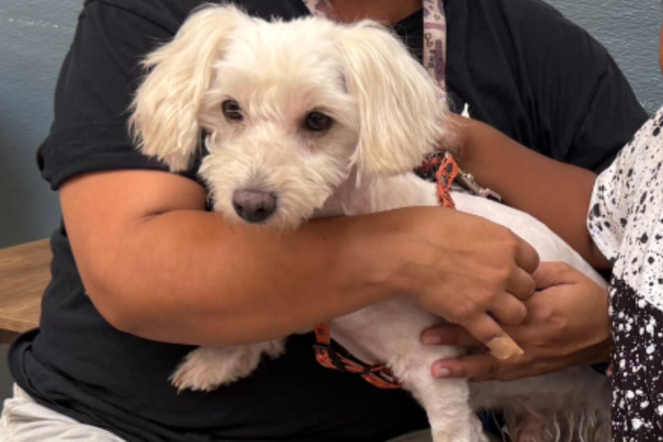 This California family had given up hope of ever seeing their dog again.