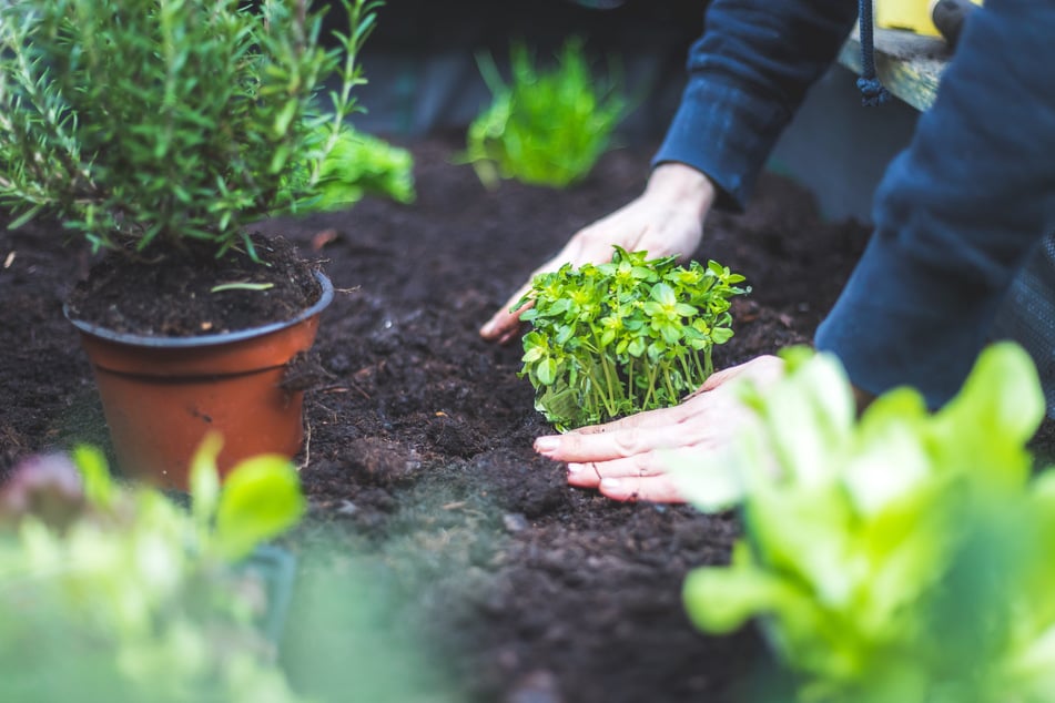 Paved paradise blues? This cheap solution will transform your space into a green oasis