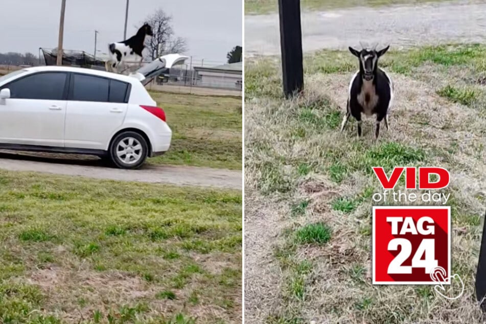 Viral Video of the Day for March 8, 2025: Goat stuns DoorDasher with mid-delivery car parkour!