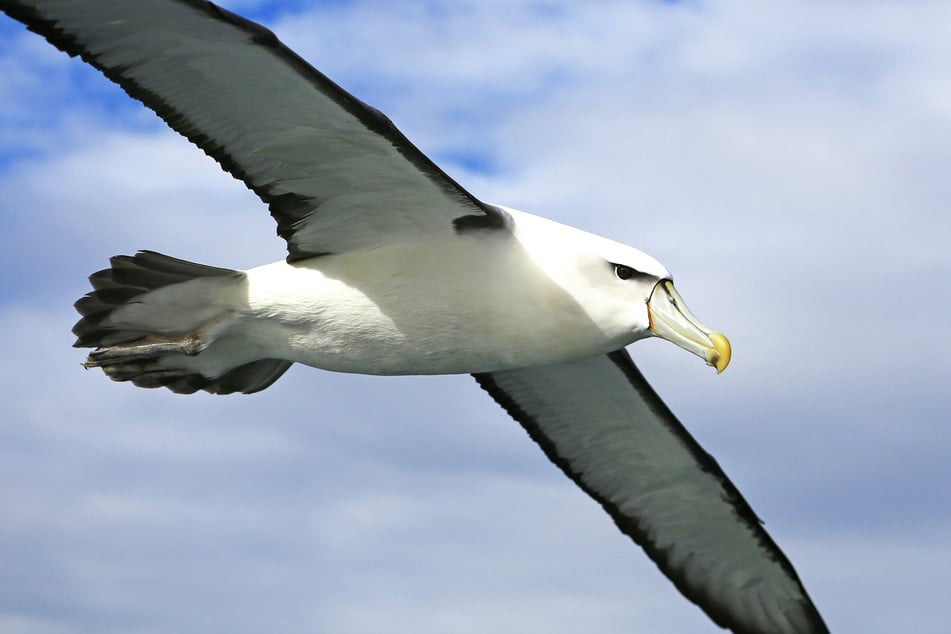 Study reveals how warming oceans are putting seabirds at risk of extinction