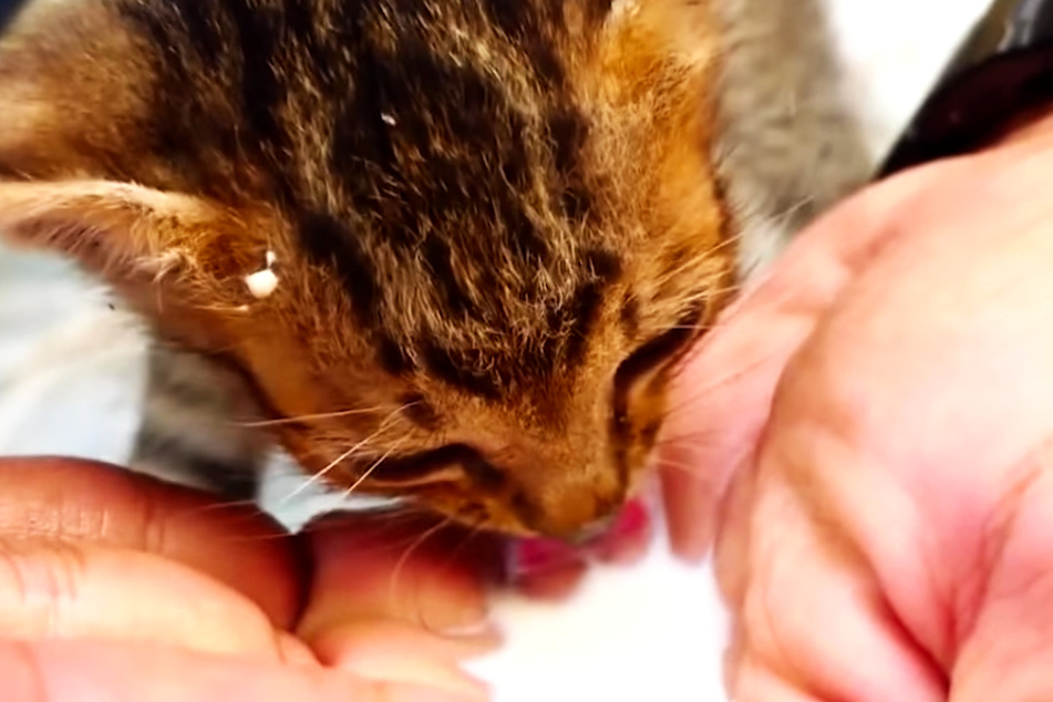 The one-month-old baby cat was starving.