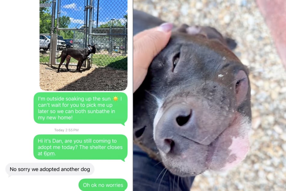 A family had actually been found for the shelter dog, but they backed out at the last minute.