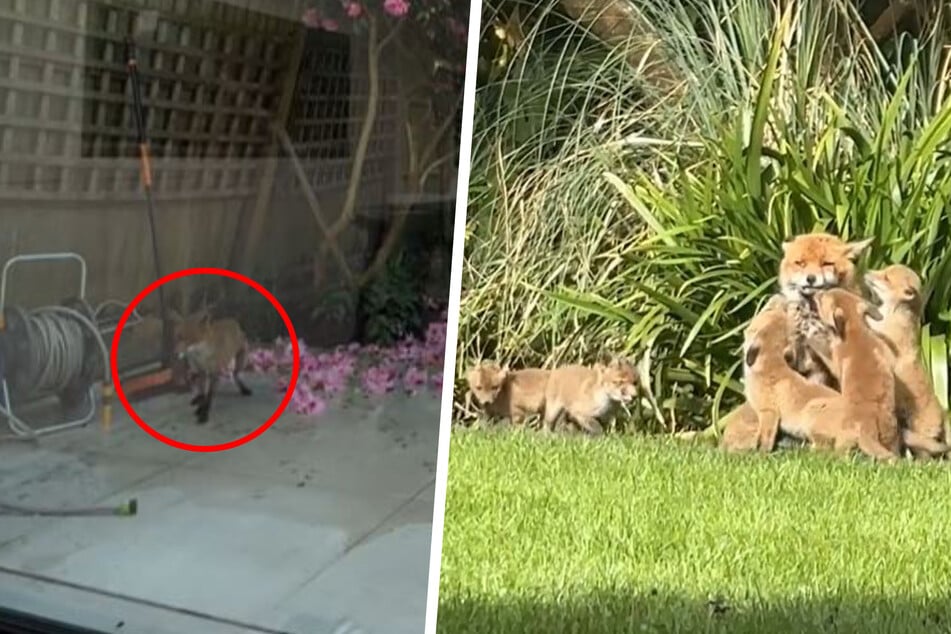 According to the TikToker, there are six babies in total, and they've all taken up residence under the decking with their mama.