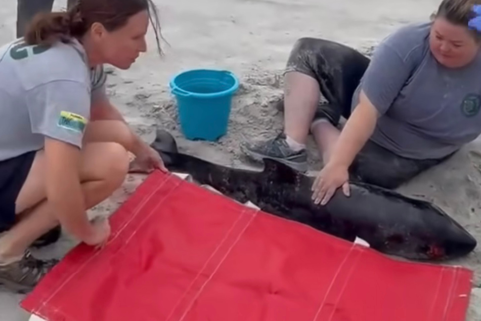 Baby sperm whale found with plastic bag in its stomach – can it be saved?