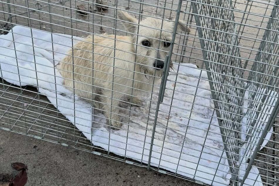 The little dog is finally safe.