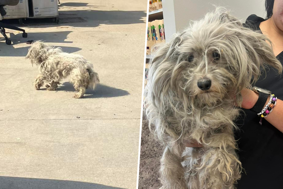 This dog was completely matted and run down when she was rescued.