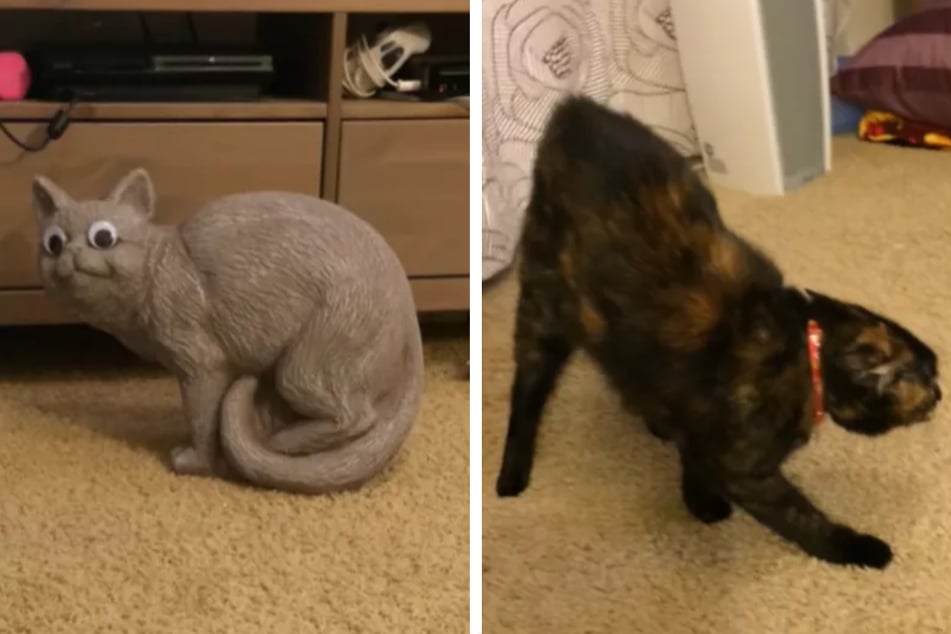 Mia the cat couldn't hide her fear of the bizarre decoration!