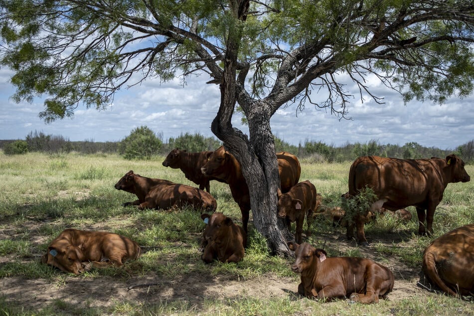 Trump administration to resume Mexican cattle imports after yearlong halt