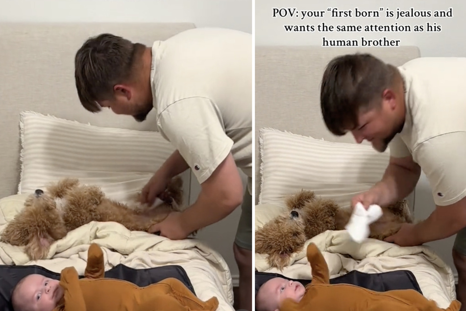 The video of Ashley's partner pretending to change their dog's diaper went viral on TikTok!