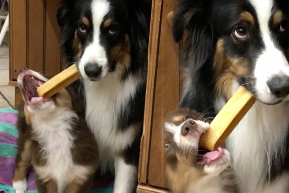 Family adopts a new puppy, but this dog is not amused