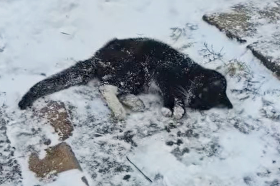 A poor cat was found lying half-frozen and lifeless in the Pittsburgh snow.