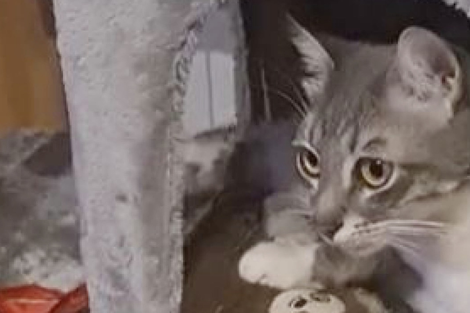 Cat has hilarious reaction when owner returns after ten months away!